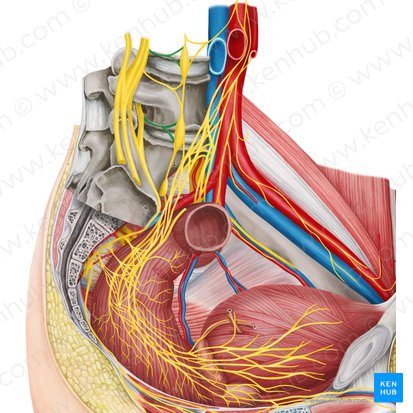 Gray communicating branch of spinal nerve (Ramus communicans griseus nervi spinalis); Image: Irina Münstermann