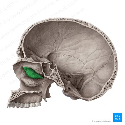 Middle nasal concha of ethmoid bone (Concha media nasi ossis ethmoidalis); Image: Yousun Koh