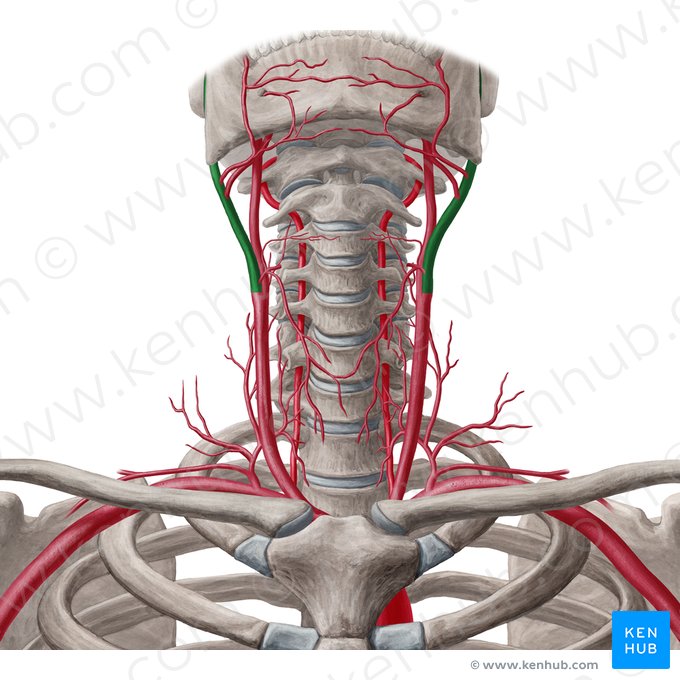 Arteria carotis externa (Äußere Halsschlagader); Bild: Yousun Koh