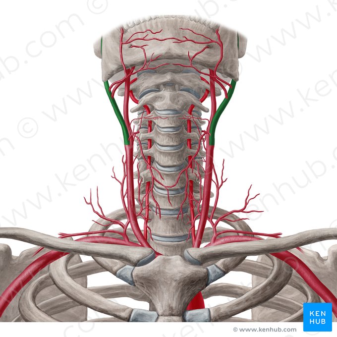 External carotid artery (Arteria carotis externa); Image: Yousun Koh