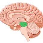 Mesencephalon (Mittelhirn)