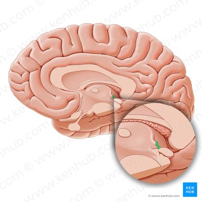 Comissura habenular (Commissura habenularum); Imagem: Paul Kim