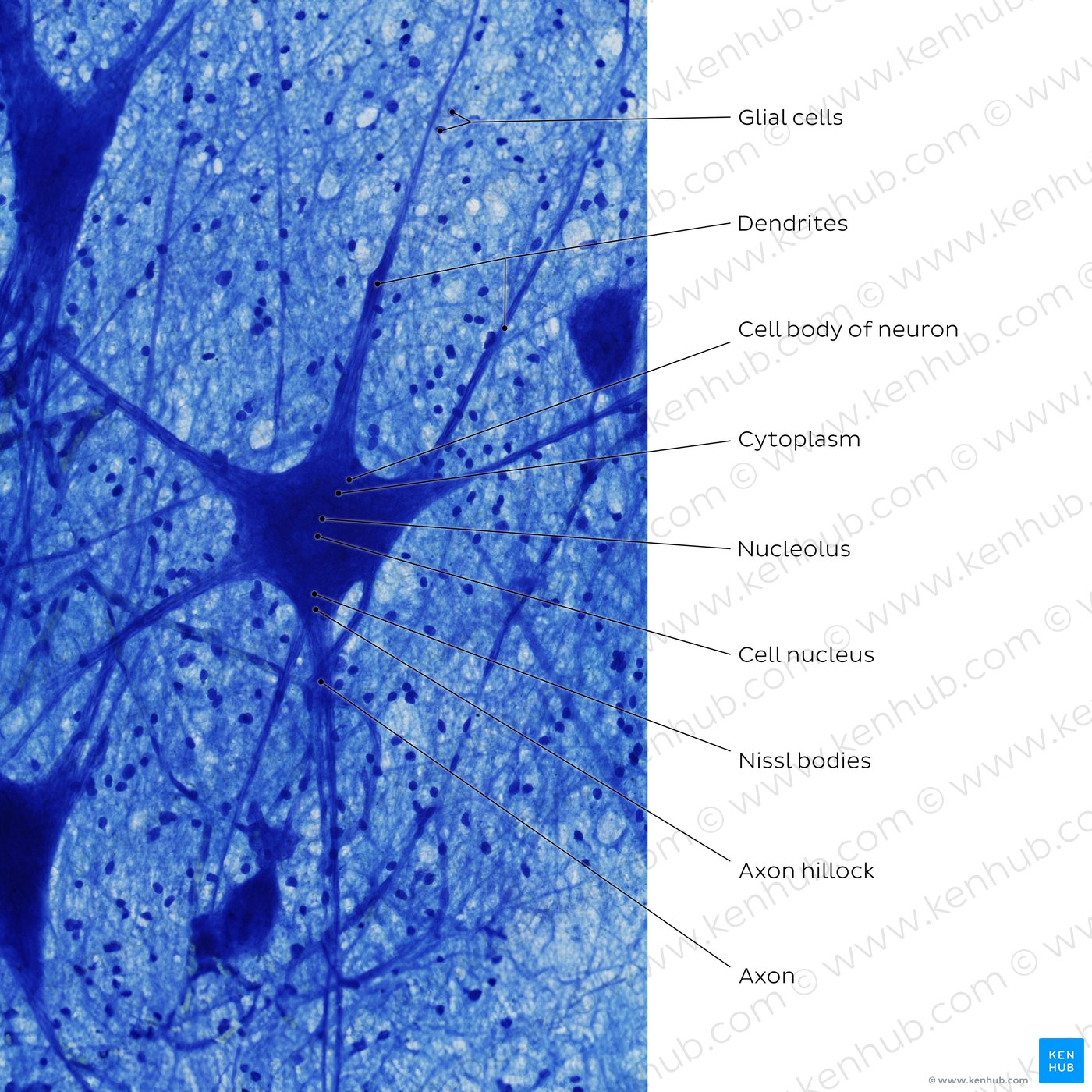 Multipolar neuron (Luxol-fast blue stain)