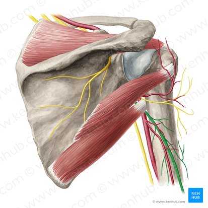 Nervus radialis (Speichennerv); Bild: Yousun Koh