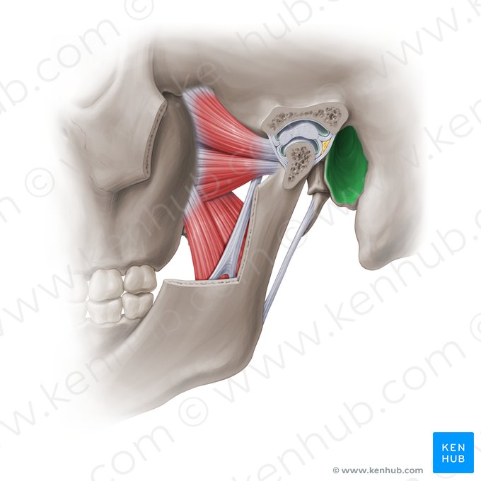 Conducto auditivo externo del hueso temporal (Meatus acusticus externus); Imagen: Paul Kim