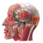 Facial nerve (cranial nerve VII)
