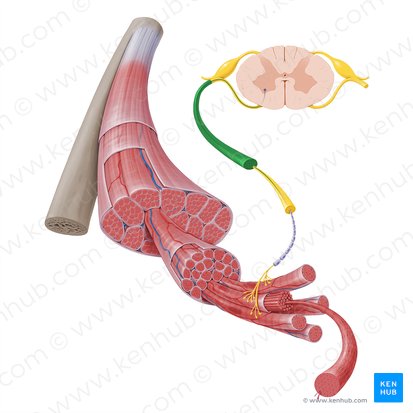 Spinal nerve (Nervus spinalis); Image: Paul Kim