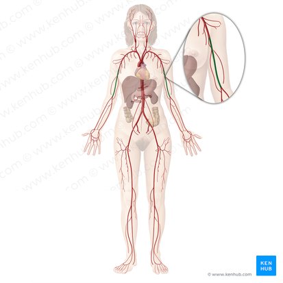 Brachial artery (Arteria brachialis); Image: Begoña Rodriguez