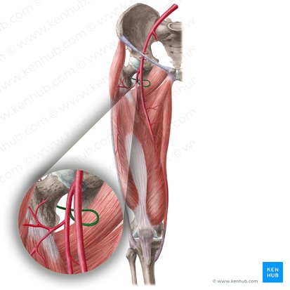 Arteria circunfleja femoral medial (Arteria circumflexa medialis femoris); Imagen: Liene Znotina