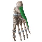 Abductor digiti minimi muscle of foot