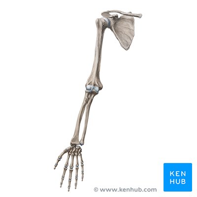 Upper extremity - anterior view