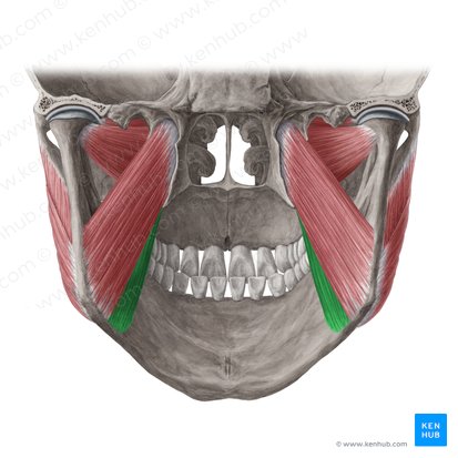 Superficial head of medial pterygoid muscle (Caput superficialis musculi pterygoidei medialis); Image: Yousun Koh