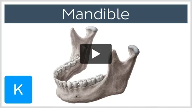 Mandibular foramen: Anatomy and contents