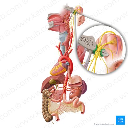 Foramen jugulare (Drosselloch); Bild: Paul Kim