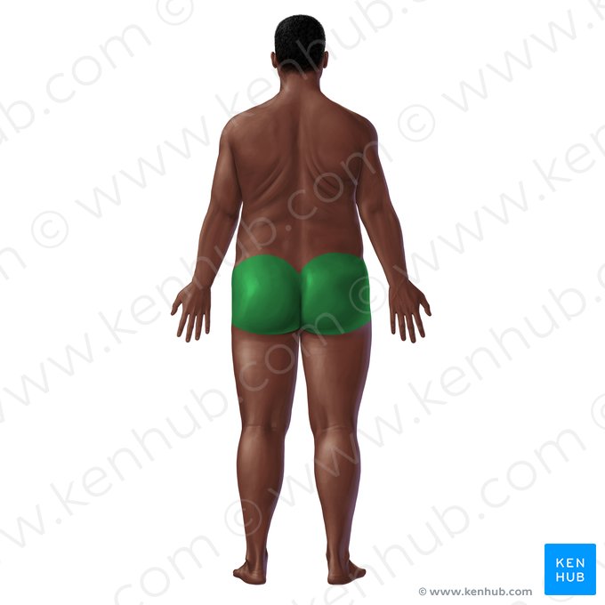 Gluteal region (Regio glutea); Image: Paul Kim