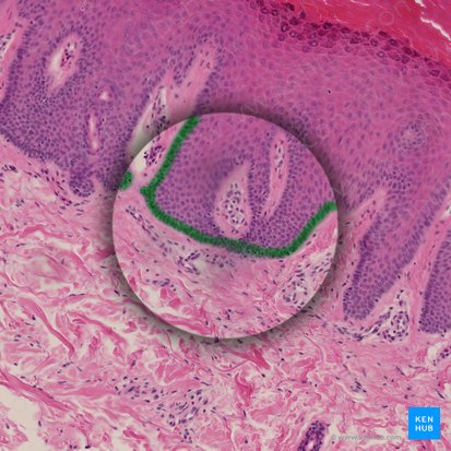 Stratum basale epidermis (Basalschicht der Epidermis); Bild: 