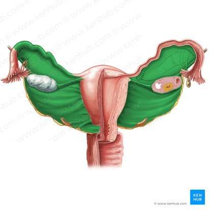 Broad ligament of uterus (Ligamentum latum uteri); Image: Samantha Zimmerman