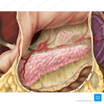 Proper hepatic artery (Arteria hepatica propria); Image: Esther Gollan