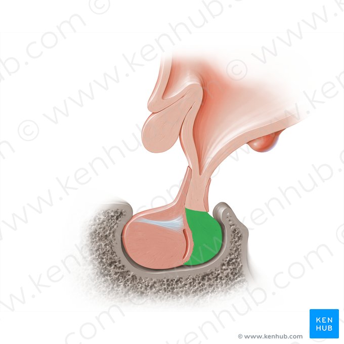 Pars nervosa of hypophysis (Pars nervosa hypophysis); Image: Paul Kim