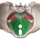 Levator ani muscle