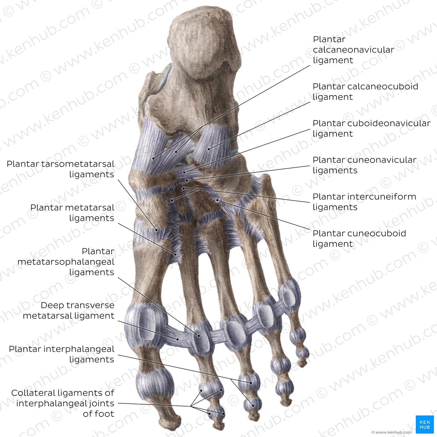 Ligaments of the foot (plantar view)