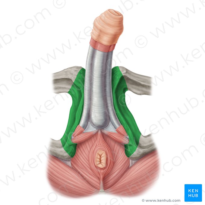 Rama inferior del pubis (Ramus inferior ossis pubis); Imagen: Samantha Zimmerman