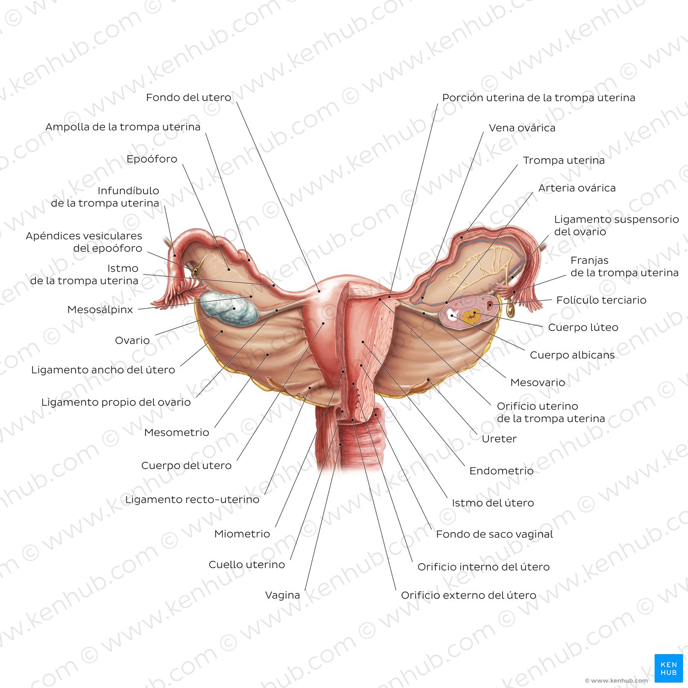 VIsión general del útero y ovarios (perspectiva anterior)
