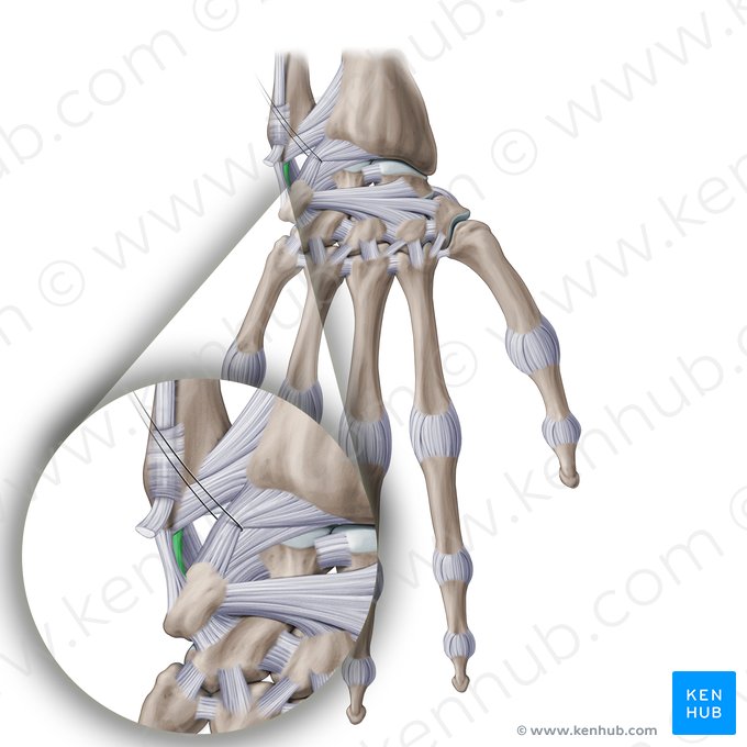 Menisco ulnocarpal (Meniscus ulnocarpalis); Imagem: Paul Kim