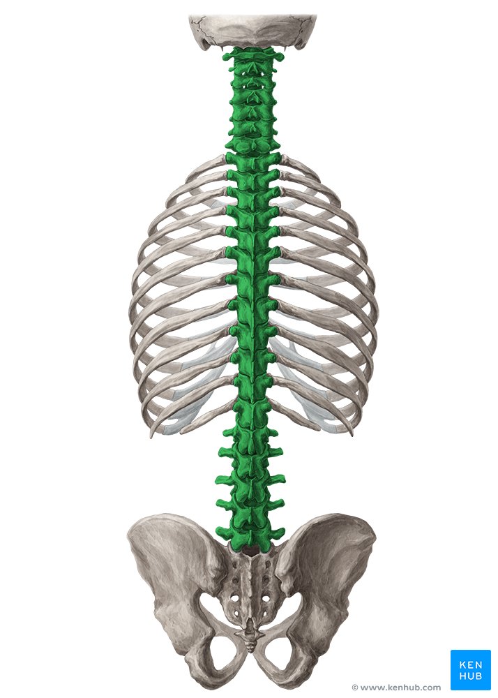 Vertebral Column: Anatomy, vertebrae, joints & ligaments