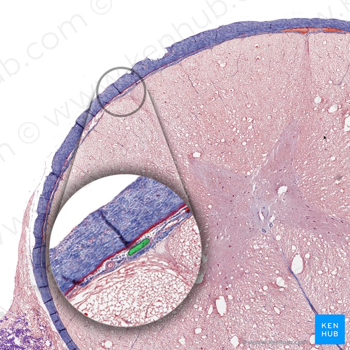 Vena spinalis posterior (Hintere Rückenmarksvene); Bild: 