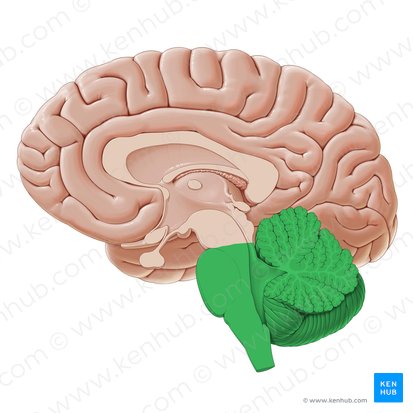 Rhombencephalon (Rautenhirn); Bild: Paul Kim