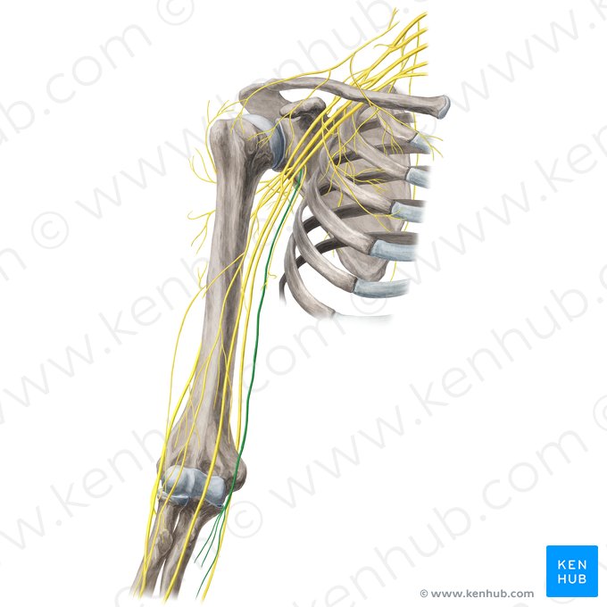 Medial antebrachial cutaneous nerve (Nervus cutaneus medialis antebrachii); Image: Yousun Koh