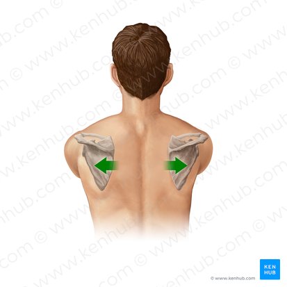 Protraction of scapula (Protractio scapulae); Image: Paul Kim