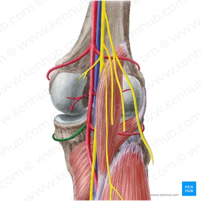 Arteria inferior medial de la rodilla (Arteria inferior medialis genus); Imagen: Liene Znotina