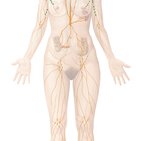 Axillary lymph nodes