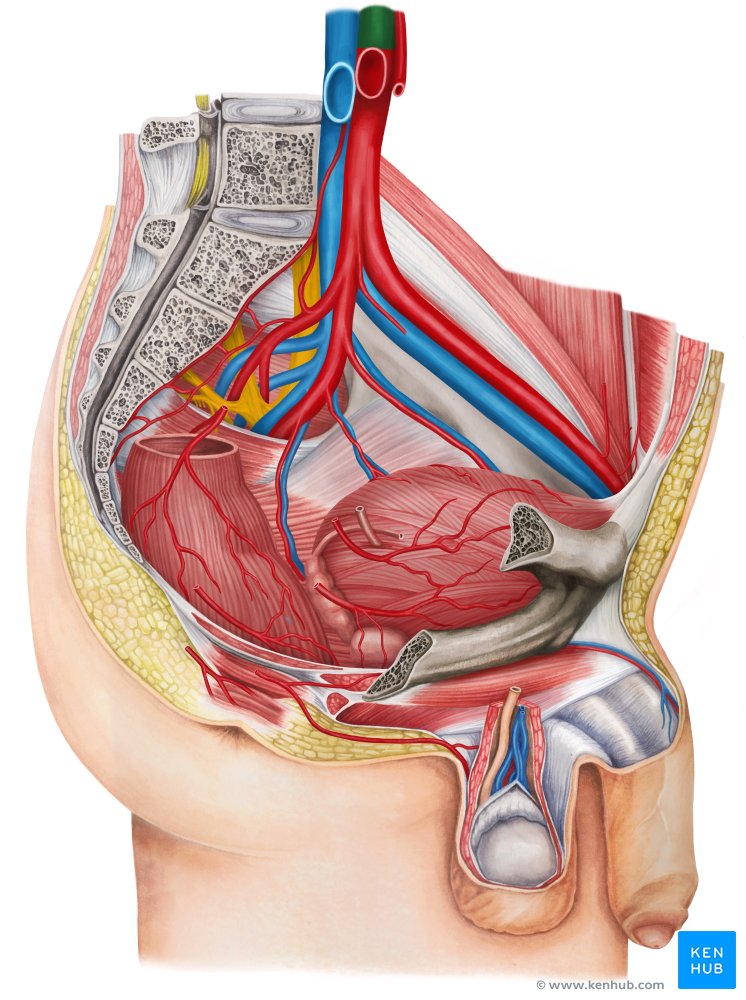 Blood vessels of abdomen and pelvis : Anatomy overview | Kenhub