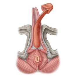 Penis
