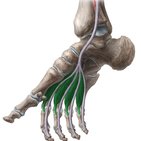 Lumbrical muscles of the foot