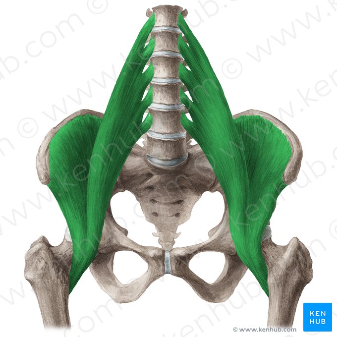 Iliopsoas muscle (Musculus iliopsoas); Image: Liene Znotina