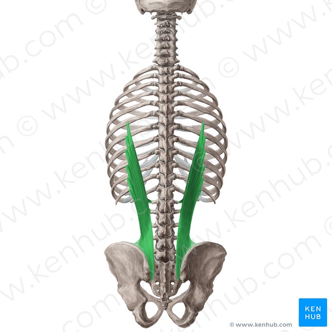 Iliocostalis lumborum muscle (Musculus iliocostalis lumborum); Image: Yousun Koh