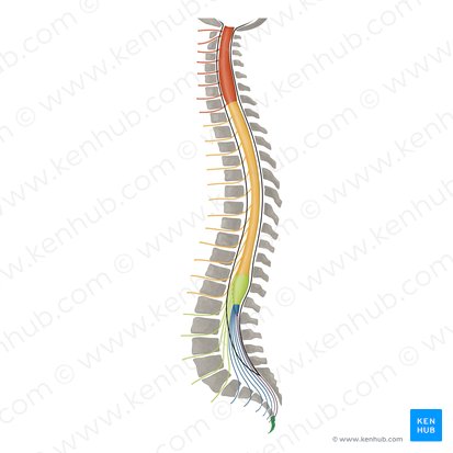 Coccyx (Os coccygis); Image: Irina Münstermann