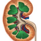 Renal medulla