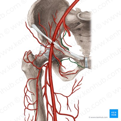 Arteria obturatriz (Arteria obturatoria); Imagen: Rebecca Betts