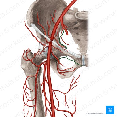 Obturator artery (Arteria obturatoria); Image: Rebecca Betts