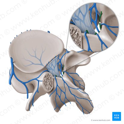 Plexus venosus vertebralis internus posterior (Inneres hinteres Wirbelvenengeflecht); Bild: Paul Kim