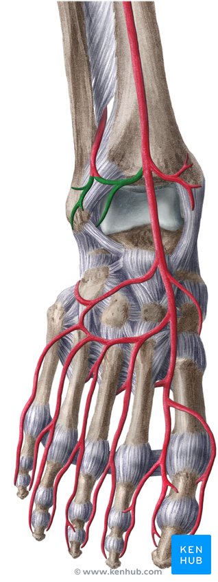Anterior lateral malleolar artery - ventral view