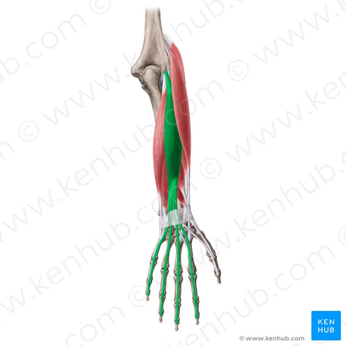 Músculo extensor dos dedos (Musculus extensor digitorum); Imagem: Yousun Koh