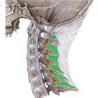 Interspinous ligament