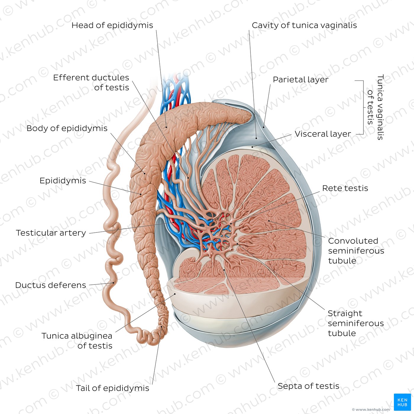 Testis and epididymis (diagram)