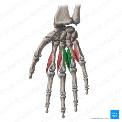 3rd lumbrical muscle of hand (Musculus lumbricalis 3 manus); Image: Yousun Koh